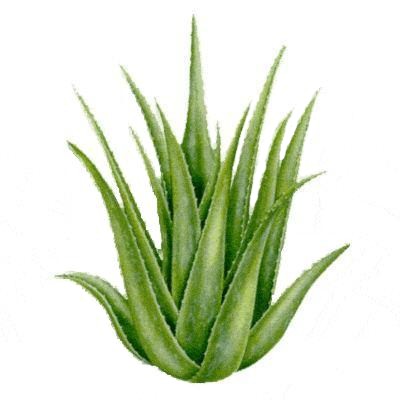 Aloe Plant